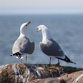 Bild från Saltboden